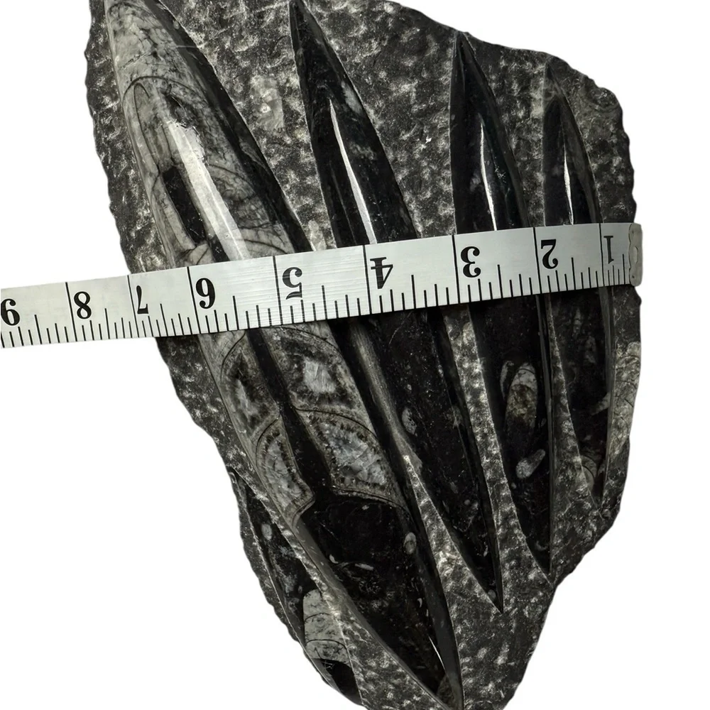 Orthoceras Fossil Sculpture Specimen Plate Plaque Squid Polished 5+ Pound Gem